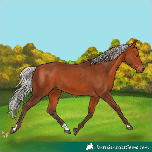 Horse Color:Silver Bay 
