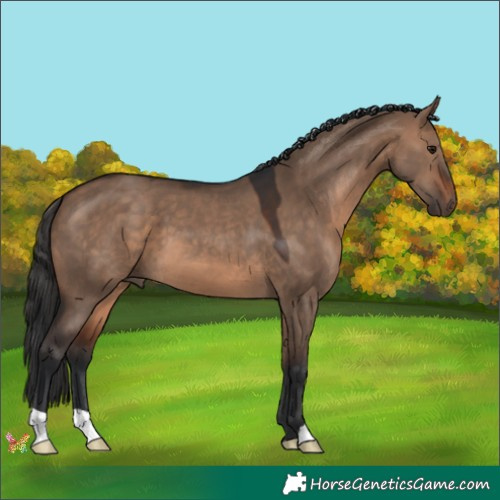 Horse Color:Brown Dun 