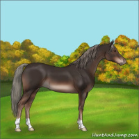 Horse Color:Liver Chestnut Mushroom 