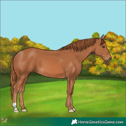 Horse Color:Chestnut 