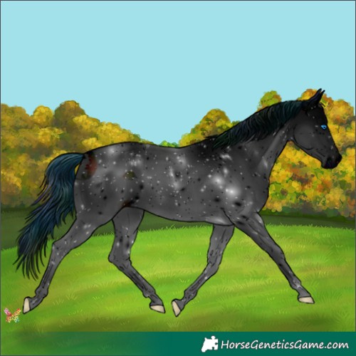 Horse Color:ERROR: UNKNOWN ANOMALY