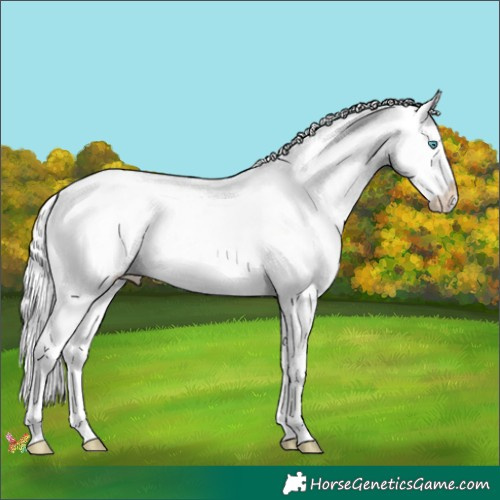 Horse Color:Platinum Perlino Splash 