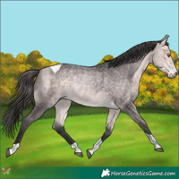 Horse Color:Platinum Buckskin Tobiano 