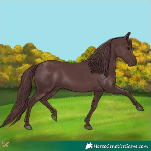 Horse Color:Chocolate Black