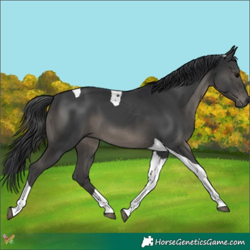 Horse Color:Platinum Black Tobiano