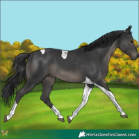 Horse Color:Platinum Black Tobiano