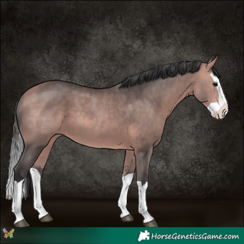 Horse Color:Platinum Bay Splash 