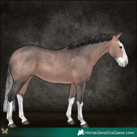 Horse Color:Platinum Bay Splash