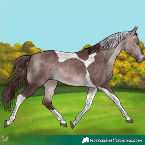 Horse Color:Platinum Chocolate Buckskin Tobiano 