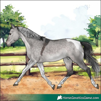 Horse Color:Platinum Brown Dun Tobiano 