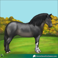 Horse Color:Black 