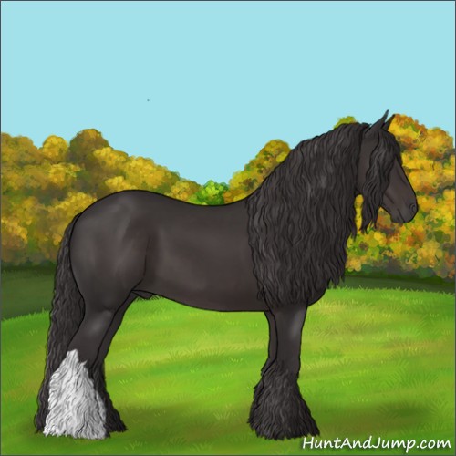 Horse Color:Smoky Black 