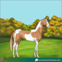 Horse Color:Chestnut Splash Tobiano 