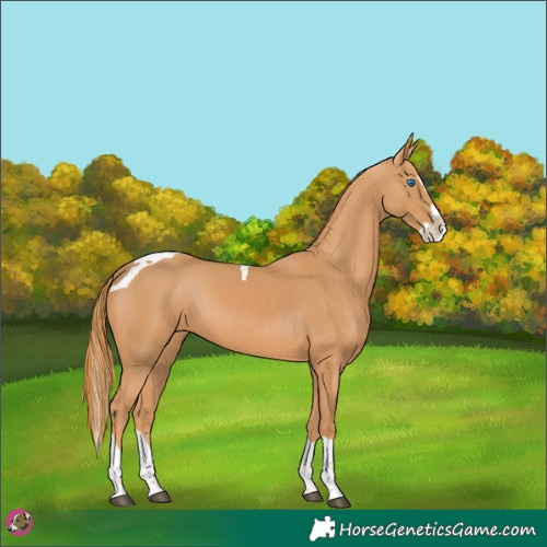 Horse Color:Chestnut Splash Tobiano 