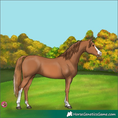 Horse Color:Chestnut Splash Tobiano 