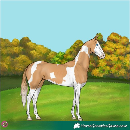 Horse Color:Chestnut Splash Tobiano