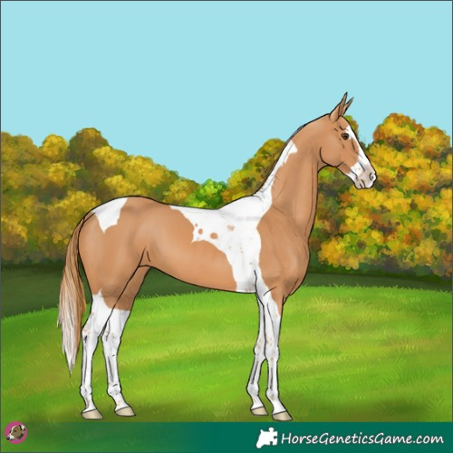 Horse Color:Chestnut Splash Tobiano