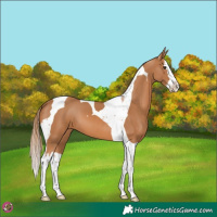 Horse Color:Chestnut Splash Tobiano 