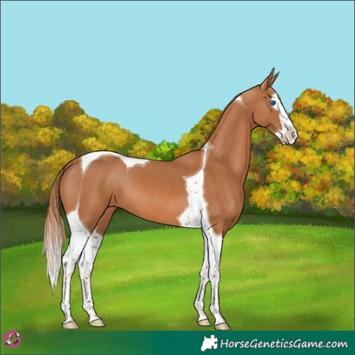 Horse Color:Chestnut Splash Tobiano 