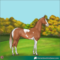 Horse Color:Chestnut Splash Tobiano 