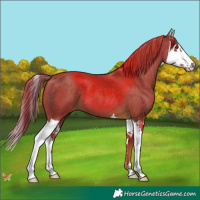 Horse Color:Watercolor Liver Chestnut Splash