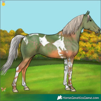Horse Color:Watercolor Silver Black Tobiano 