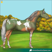 Horse Color:Watercolor Silver Black Tobiano