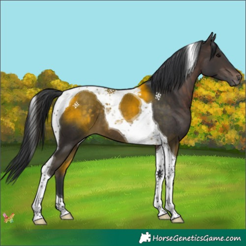 Horse Color:Brown Tobiano 