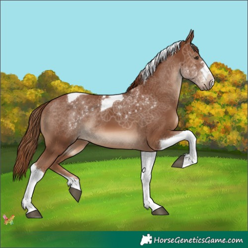 Horse Color:Chestnut Tobiano 