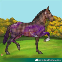 Horse Color:Plaid  Brown Tobiano 