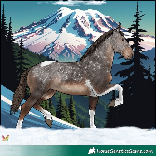 Horse Color:Liver Chestnut Tobiano 