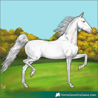 Horse Color:Cremello Onyx Splash Tobiano