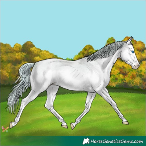 Horse Color:Gold Champagne Roan Pearl Splash