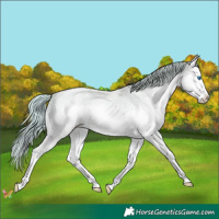 Horse Color:Gold Champagne Roan Pearl Splash 