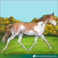 Horse Color:Watercolor Gold Champagne Splash 