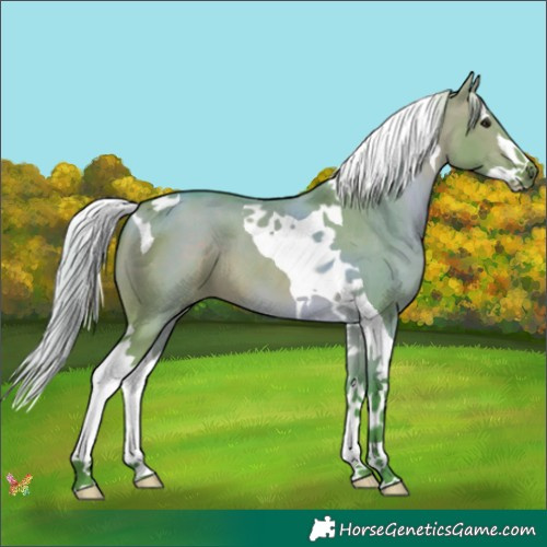 Horse Color:Watercolor Silver Bay Dun Splash Tobiano 