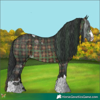 Horse Color:Plaid  Brown Rabicano 