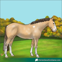 Horse Color:Amber Cream Champagne Splash