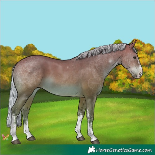 Horse Color:Silver Bay Sabino 