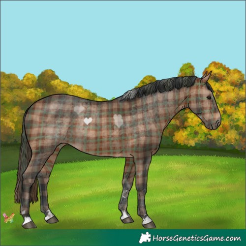 Horse Color:Plaid  Bay 