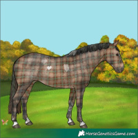 Horse Color:Plaid Bay