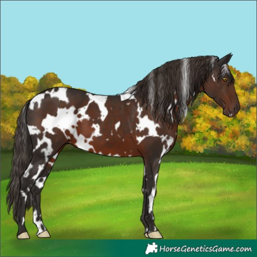 Horse Color:White Spotted Liver Chestnut 