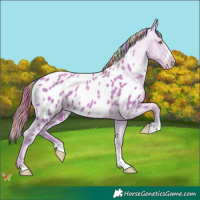 Horse Color:Painted Watercolor Gold Champagne Appaloosa 