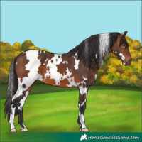 Horse Color:White Spotted Brown 