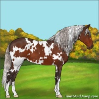 Horse Color:White Spotted Silver Bay 