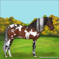 Horse Color:White Spotted Bay 