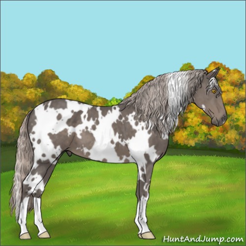 Horse Color:White Spotted Silver Black 