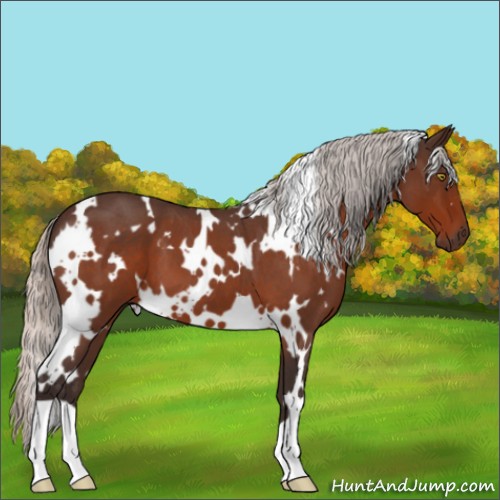 Horse Color:White Spotted Silver Brown Roan 