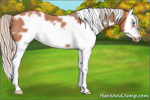 Horse Color:White Spotted Silver Bay Roan Splash Frame 