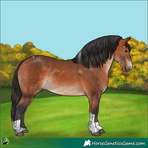 Horse Color:Bay Tobiano 